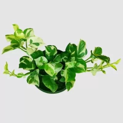 Njoy Money Plant greenboys