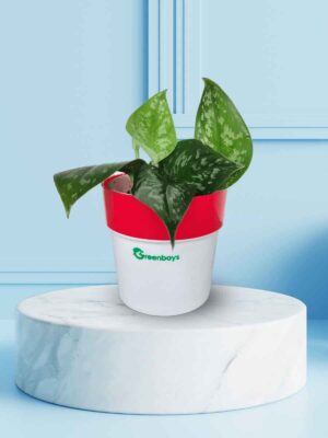 Satin Pothos