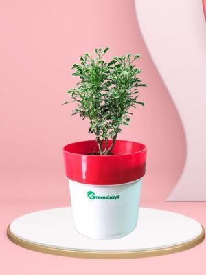 Aralia Variegated White Mini